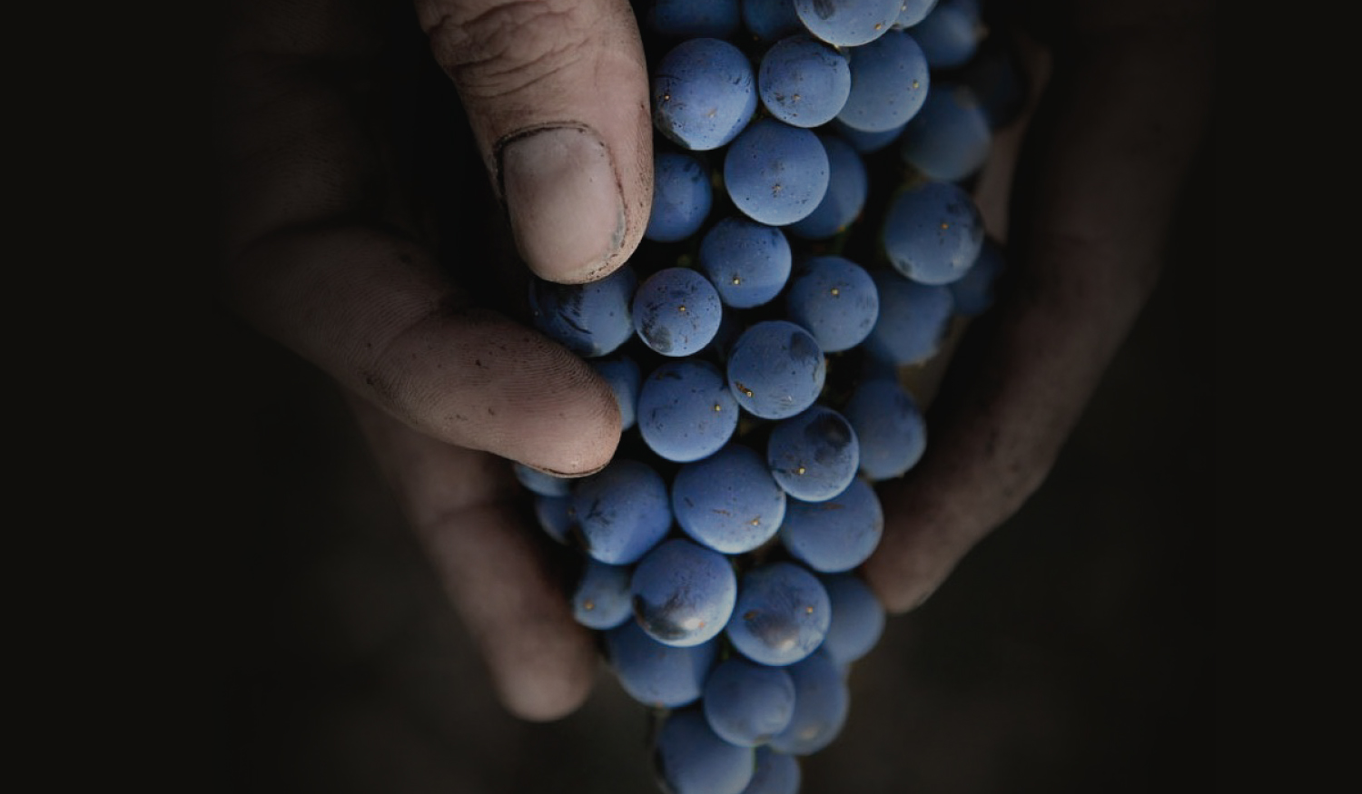 Winery & Vineyards Good Drop Wine