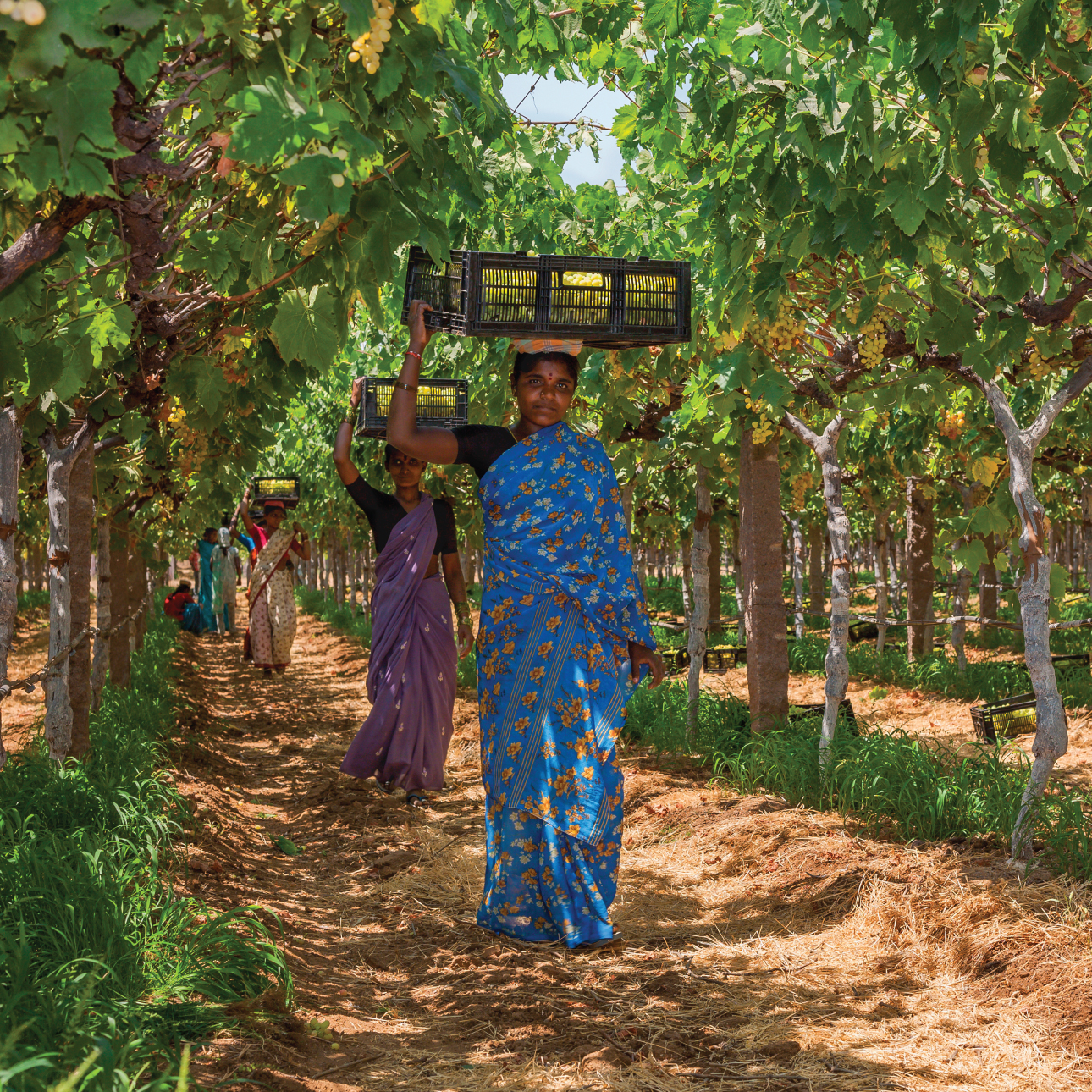 vineyard-1