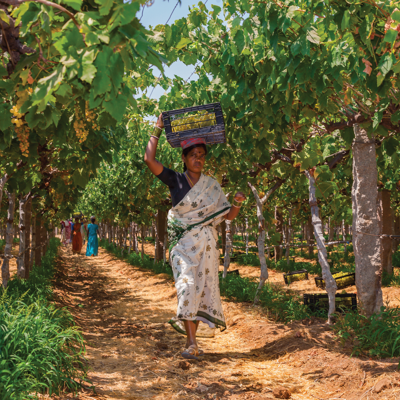 vineyard-2