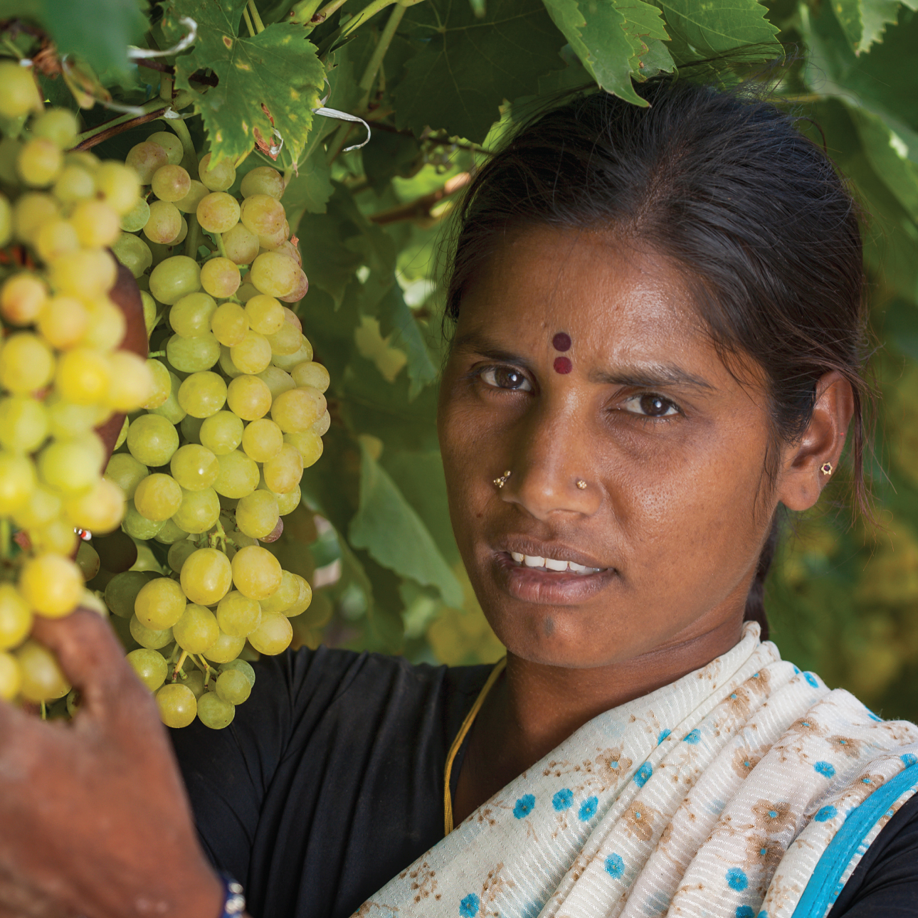 vineyard-3
